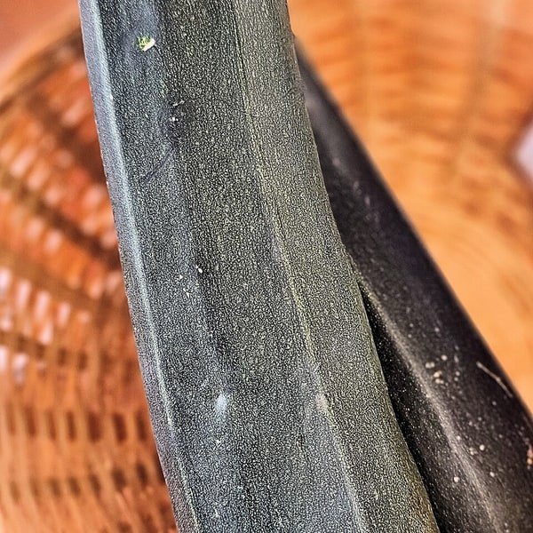 Zucchini Courgette
