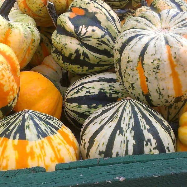 Acorn Squash