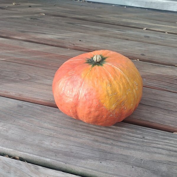 Kabocha Pumpkin