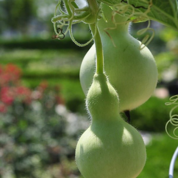 Bottle Gourd Lauki