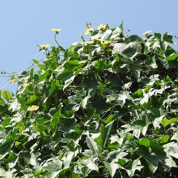 Ridge Gourd Turai