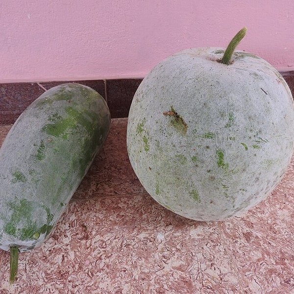 Winter Melon Ash Gourd