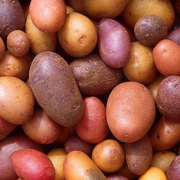 New Baby Potato
