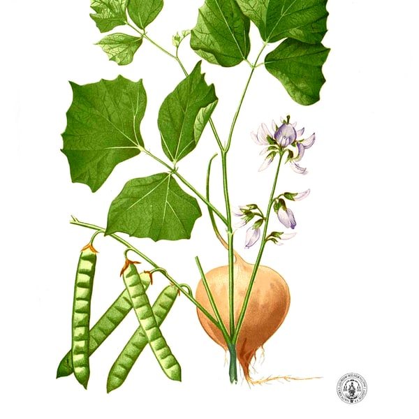Jicama Mexican Turnip