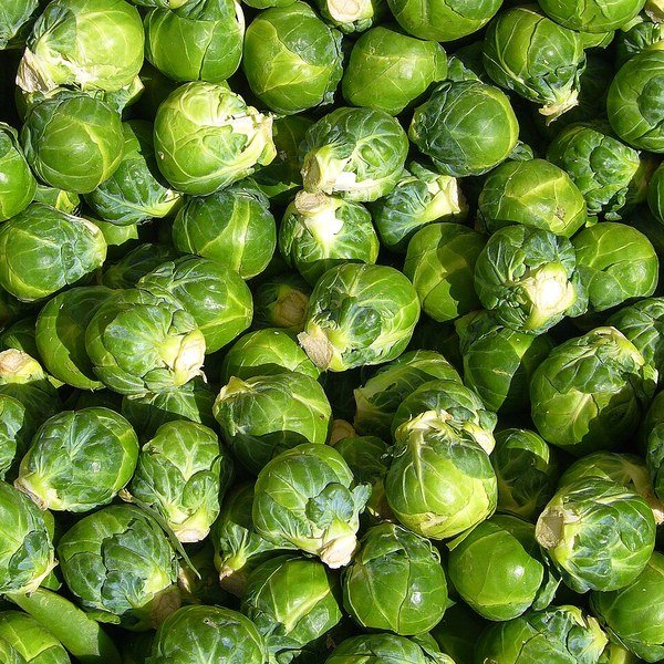 Brussels Sprout Stalk