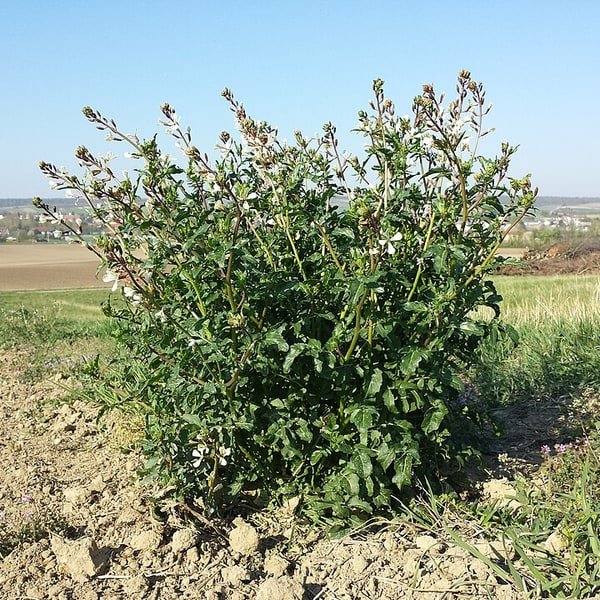 Arugula Rocket