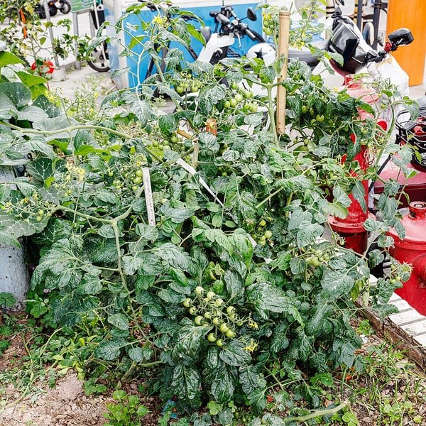 Cherry Tomato Vine