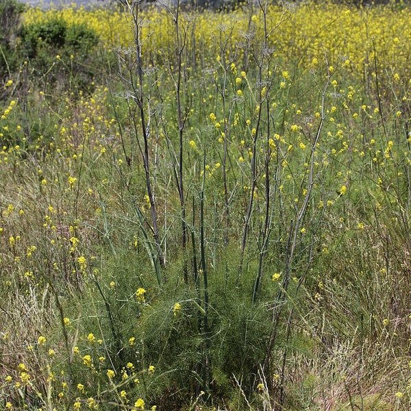 Fennel Stalk