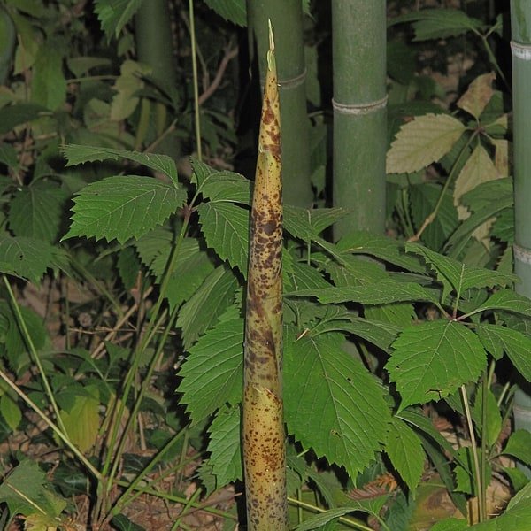 Bamboo Shoot Fresh