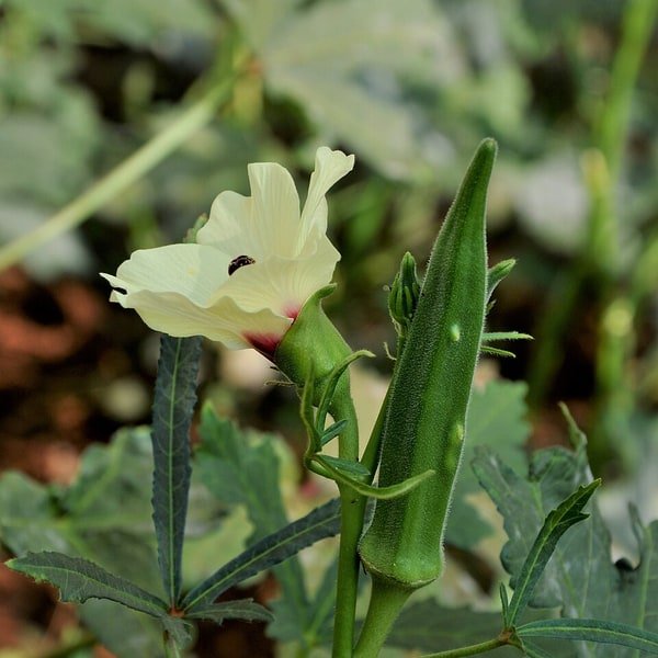 Okra Ladyfinger Pods