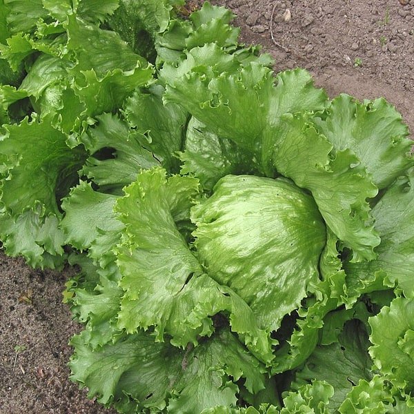 Iceberg Lettuce Crisp
